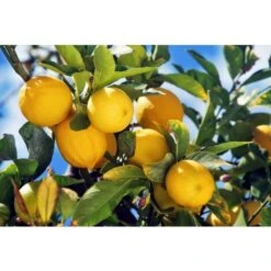 CITRON CITRUS LIMON DANS UN VASE DÉCORÉ 22CM