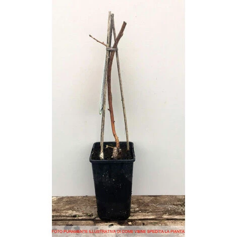 HÉRITAGE FRAMBOISE ROUGE (1 PLANTE) – Image 2