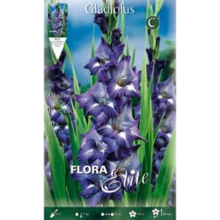 GLAÏEAUX À GRANDES FLEURS BLUE ISLE (LOT DE 10 BULBES)