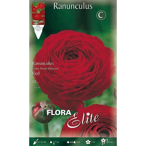 RANUNCOLO ROUGE ASIATIQUE (LOT DE 10 AMPOULES)