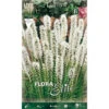 LIATRIS SPICATA BLANC (LOT DE 5 AMPOULES)