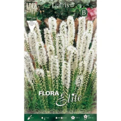 LIATRIS SPICATA BLANC (LOT DE 5 AMPOULES)