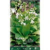 HOSTA FORTUNEI ROYAL STANDARD (PACK DE 1 AMPOULE)