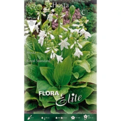 HOSTA FORTUNEI ROYAL STANDARD (PACK DE 1 AMPOULE)