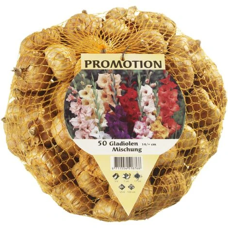 GLAÏEAUX À GRANDES FLEURS MÉLANGE DE COULEURS (LOT DE 50 BULBES 14+)