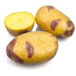BELLE POMME DE TERRE BLEUE BICOLORE POUR SEMIS 25 TUBERCULES