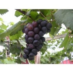 RAISIN ALPHONSE LAVALLE 'POT 2 LT