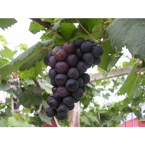 RAISIN ALPHONSE LAVALLE 'POT 2 LT