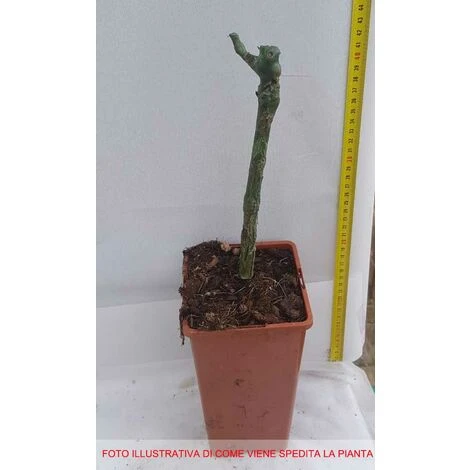 RAISIN ALPHONSE LAVALLE 'POT 2 LT – Image 2