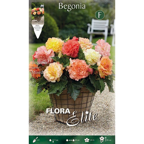 BÉGONIA SAMBA MIX (LOT DE 3 BULBES)