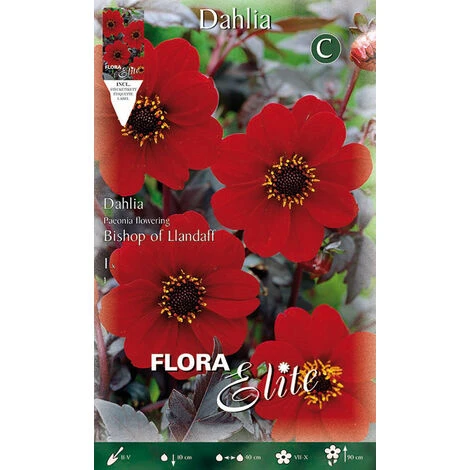 DAHLIA PIVOINE FLEURIE BISHOP OF LLANDAFF (PACK DE 1 BULBE)