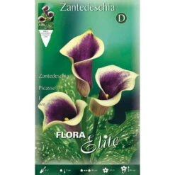 CALLA ZANTEDESCHIA PICASSO (PACK DE 1 AMPOULE)