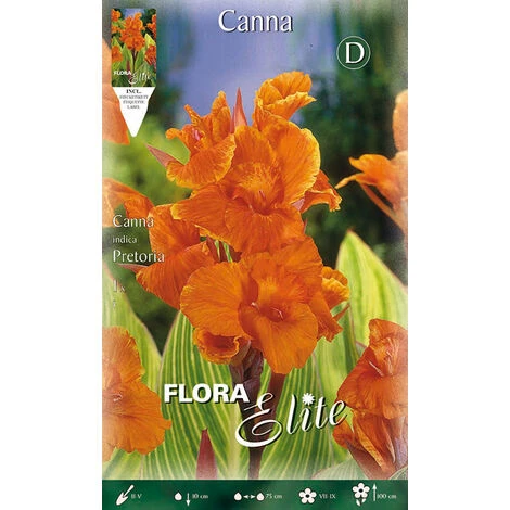 CANNE PRETORIA À FEUILLES VERTES (LOT DE 1 BULBE)