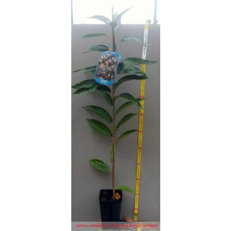 CHÂTAIGNIER BOUCHE DE BETIZAC (1 PLANTE) – Image 2