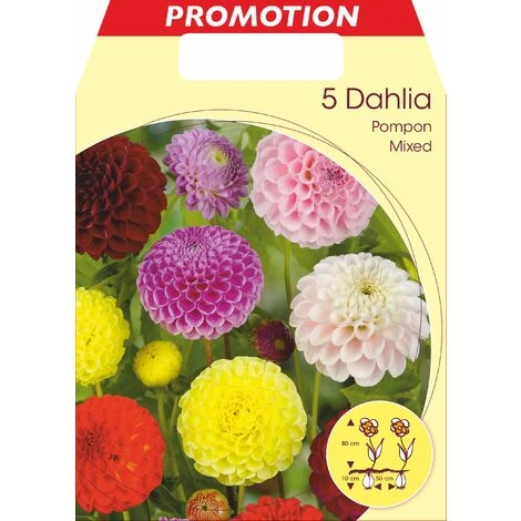 DAHLIA POMPON MIX DE COULEURS (LOT DE 5 BULBES)