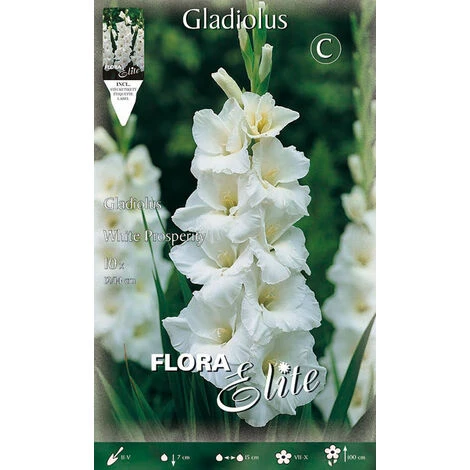 GLAÏEAUX À GRANDES FLEURS WHITE PROSPERITY (LOT DE 10 BULBES)