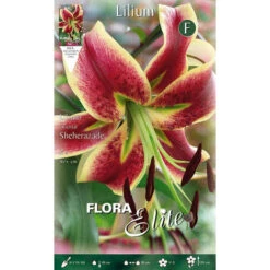 LILIUM ORIENTAL SHEHERAZADE (LOT DE 2 BULBES)