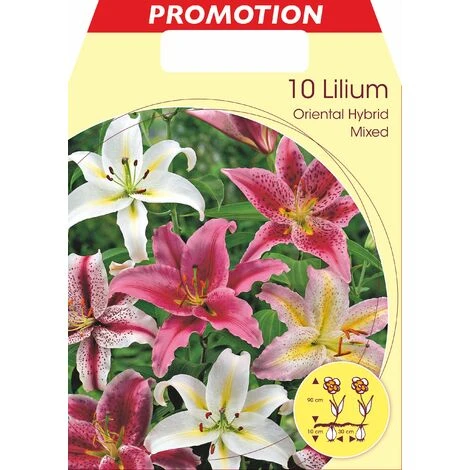 LILIUM ORIENTAL MÉLANGE DE COULEURS (LOT DE 10 BULBES)