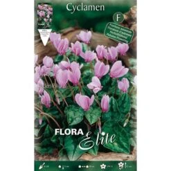 CYCLAMEN CYCLAMEN HEDERIFOLIUM (LOT DE 3 BULBES)