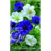 ANEMONE DE CAEN MIX BLEUE ET BLANCHE (LOT DE 30 AMPOULES)