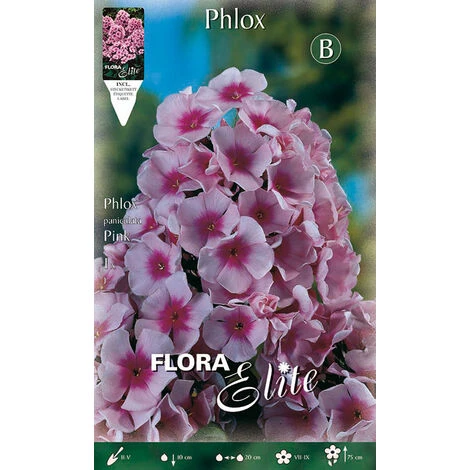 PHLOX ROSE (PACK DE 1 AMPOULE)