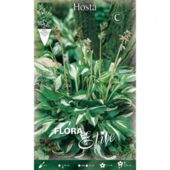 HOSTA UNDULATA MEDIOVARIEGATA (PACK DE 1 AMPOULE)