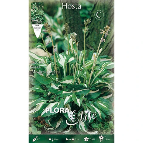 HOSTA UNDULATA MEDIOVARIEGATA (PACK DE 1 AMPOULE)