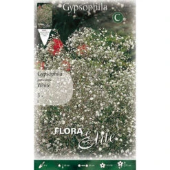 GYPSOPHYLA PANICULATA BLANC (LOT DE 3 AMPOULES)