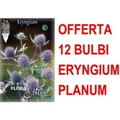 OFFRE 12 BULBES ERYNGIUM PLANUM