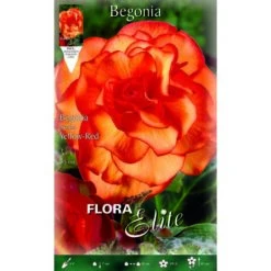 BÉGONIA PENDULE JAUNE-ROUGE (LOT DE 3 BULBES)