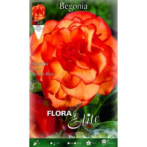 BÉGONIA PENDULE JAUNE-ROUGE (LOT DE 3 BULBES)